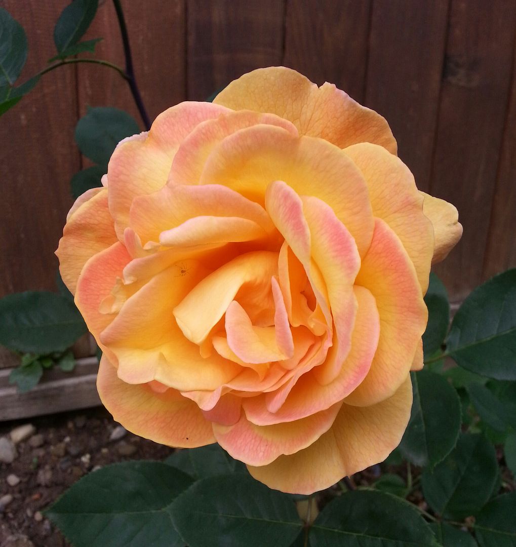  photo 20140707_100933-1_zpstvvsetkx.jpg